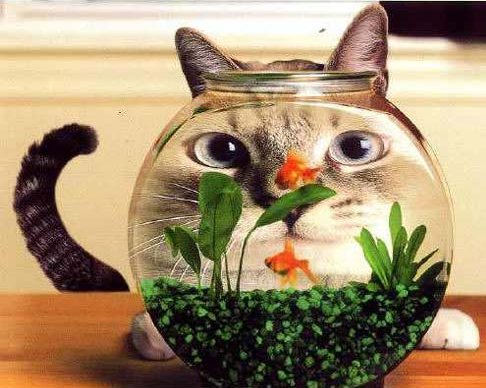 Fish/Cat